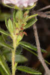 Hairy laurel <BR>Hairy wicky